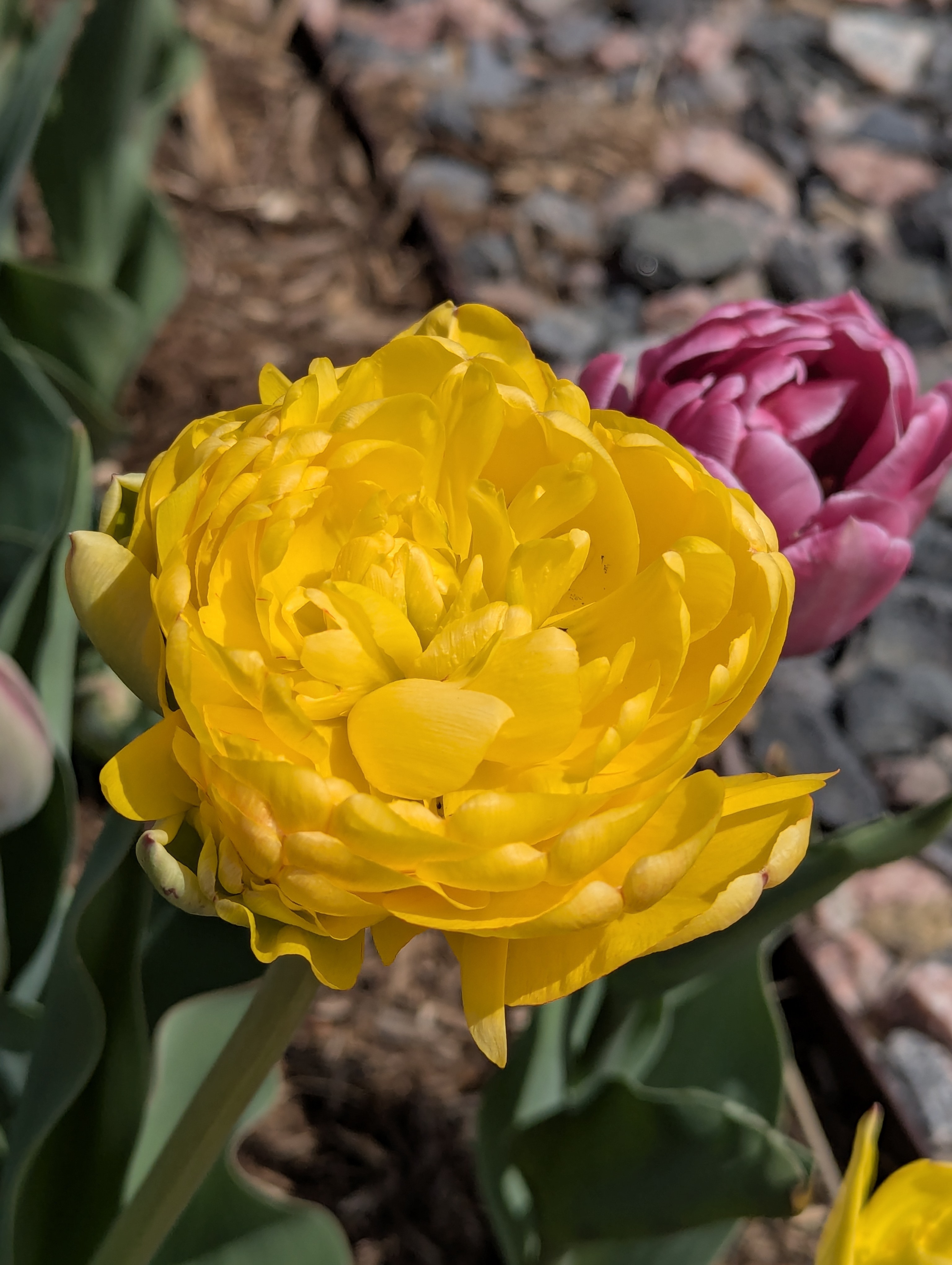Garden, Flowers, Morrison, Colorado
